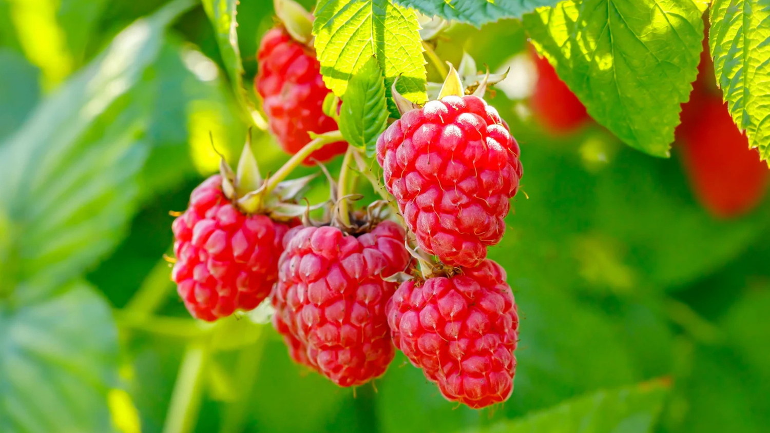 Red Raspberry - The Uterine Whisperer