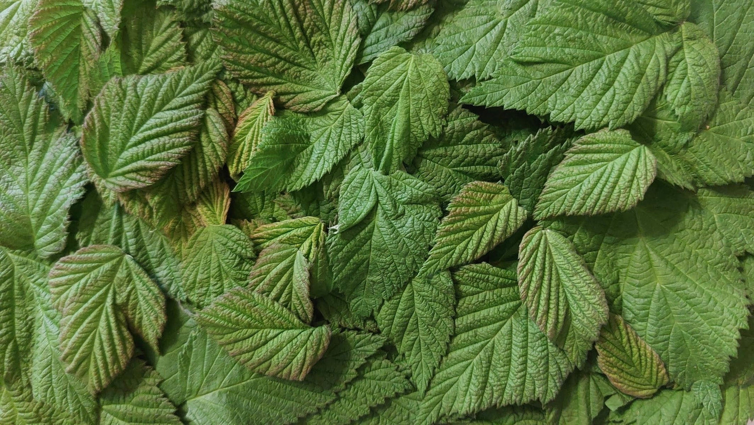 Tonic herbs - what are they and what do they do?